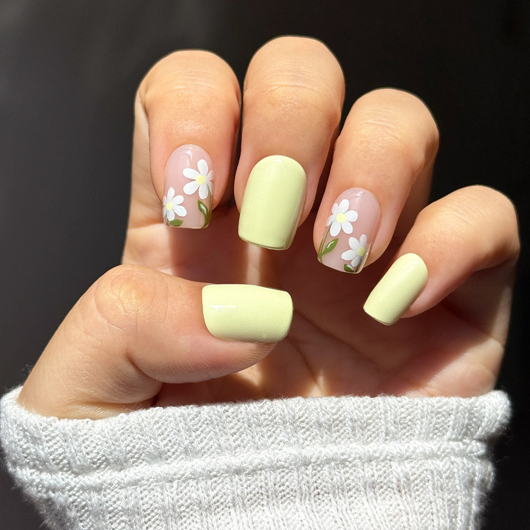 Pastel Daisy